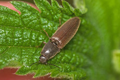 Athous haemorrhoidalis