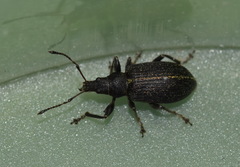 Phyllobius pomaceus