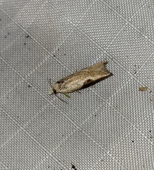 Pseudexentera costomaculana