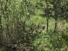 Lasiobelonium variegatum