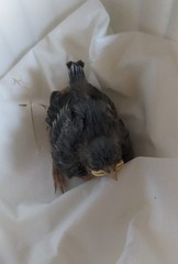 Sitta europaea