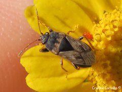 Trapezonotus ullrichi