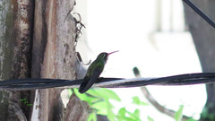 Cynanthus latirostris