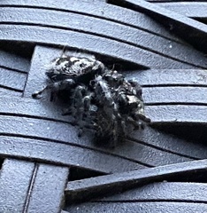 Phidippus audax