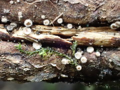 Lasiobelonium variegatum