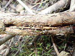 Lasiobelonium variegatum