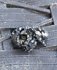 Phidippus audax
