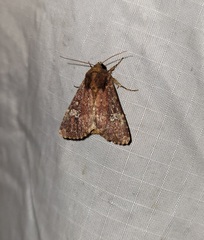 Sideridis congermana