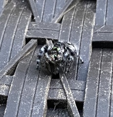 Phidippus audax