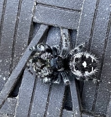 Phidippus audax