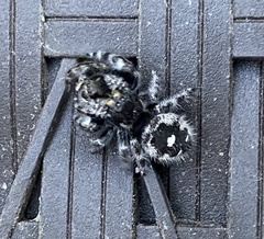 Phidippus audax