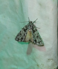 Acronicta hamamelis