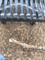 Coleoptera