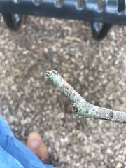 Coleoptera
