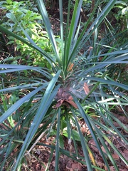 Yucca aloifolia