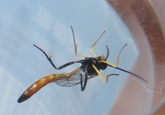 Charops spinitarsis