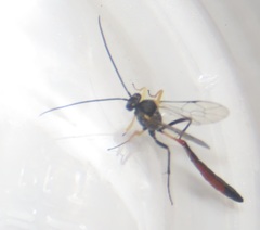 Charops spinitarsis