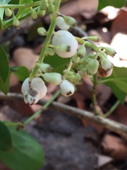 Chiococca alba