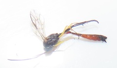 Charops spinitarsis