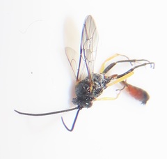 Charops spinitarsis