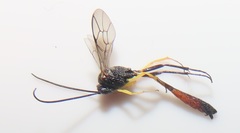Charops spinitarsis