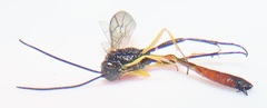 Charops spinitarsis