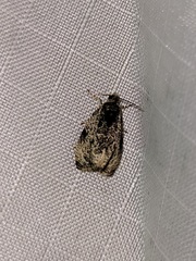 Olethreutes malana