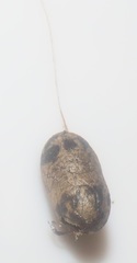 Charops spinitarsis