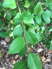 Ximenia americana