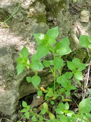 Stellaria media