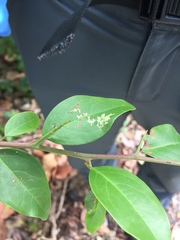Ximenia americana