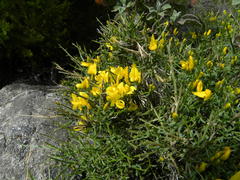 Genista desoleana