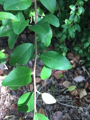Ximenia americana