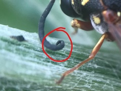 Stenodynerus propinquus