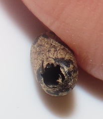 Charops spinitarsis
