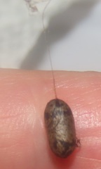 Charops spinitarsis