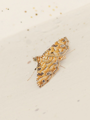Ommatospila narcaeusalis