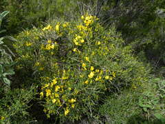 Genista desoleana