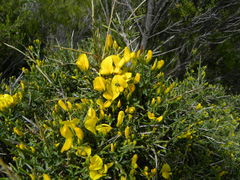 Genista desoleana