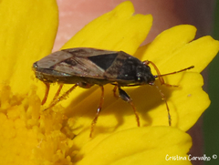 Trapezonotus ullrichi