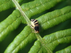 Ditropis pteridis