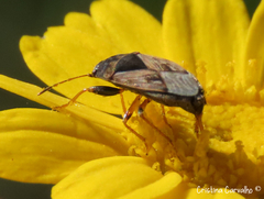 Trapezonotus ullrichi
