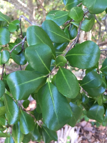 Guapira discolor image