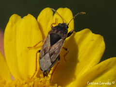 Trapezonotus ullrichi