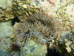 Heteractis