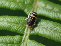 Ditropis pteridis