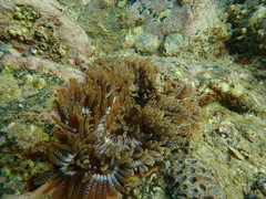 Heteractis