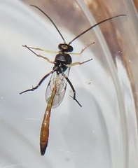 Charops spinitarsis