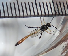Charops spinitarsis
