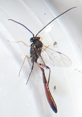 Charops spinitarsis